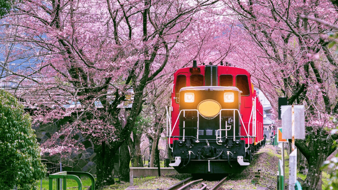 Cherry Blossoms in Japan