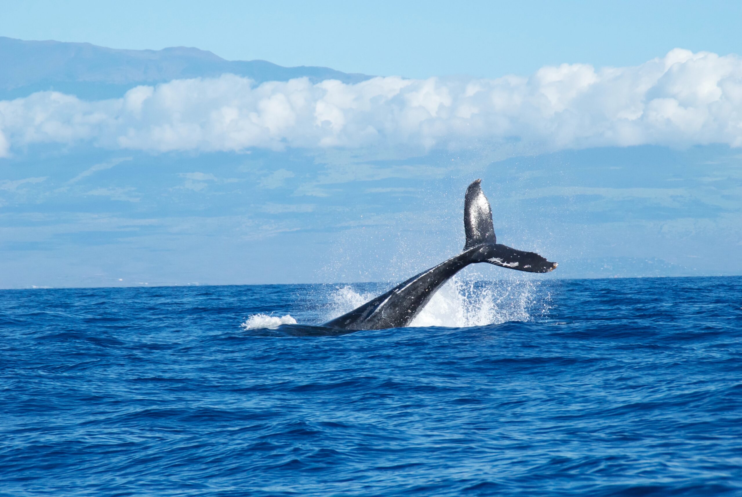 You are currently viewing Whale Watching in Hawaii